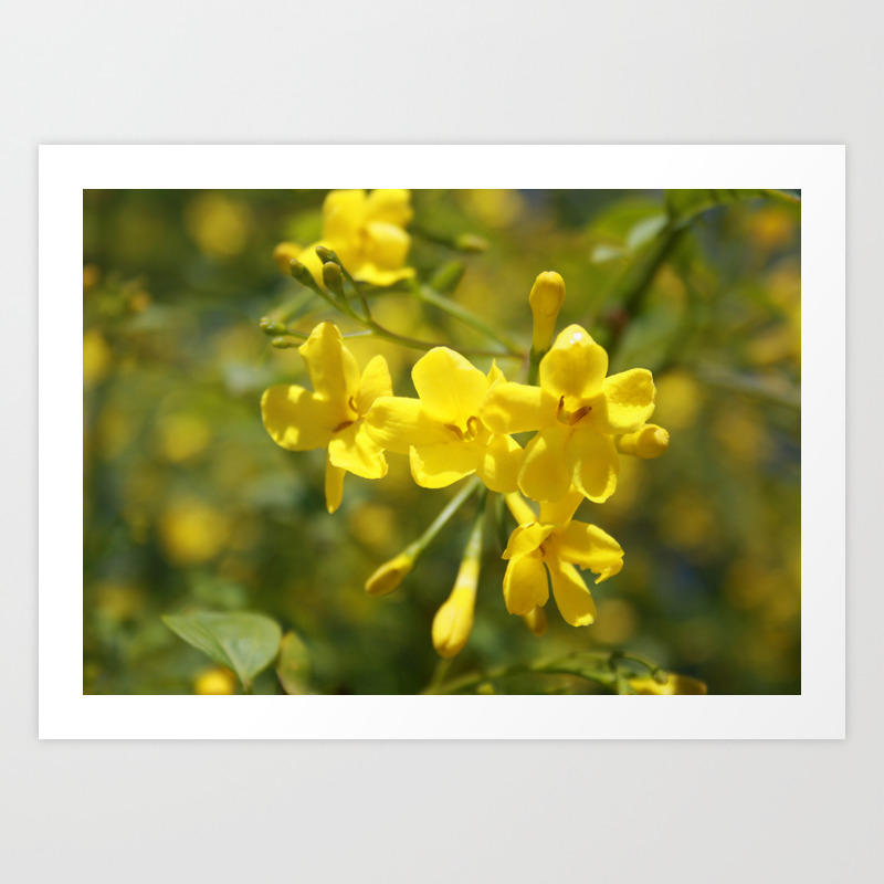 Fragrant Yellow Flowers Of Carolina Jasmine Art Print By Taiche Society6