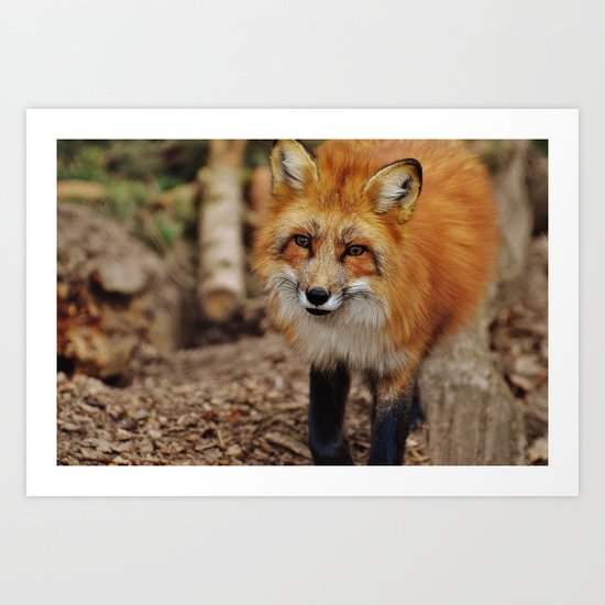 Fox Art Print