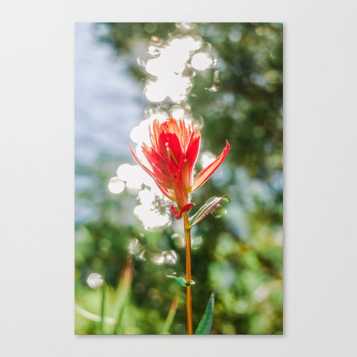 Idaho Wildflower - Nature Photography Canvas Print
