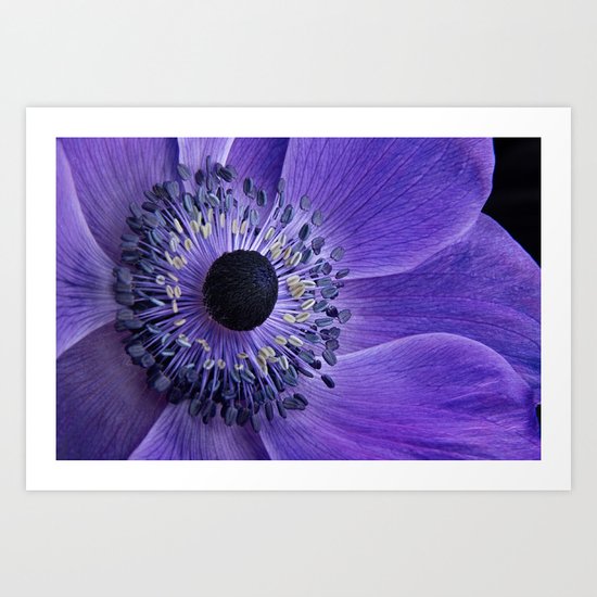 Purple Anemone Art Print