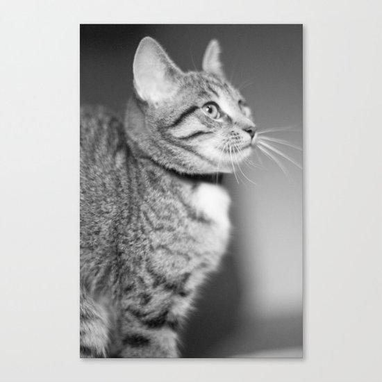 Cat Canvas Print