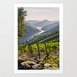 Vineyards along the Douro Valley, Portugal Art Print