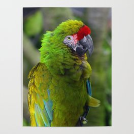 Military Macaw Poster