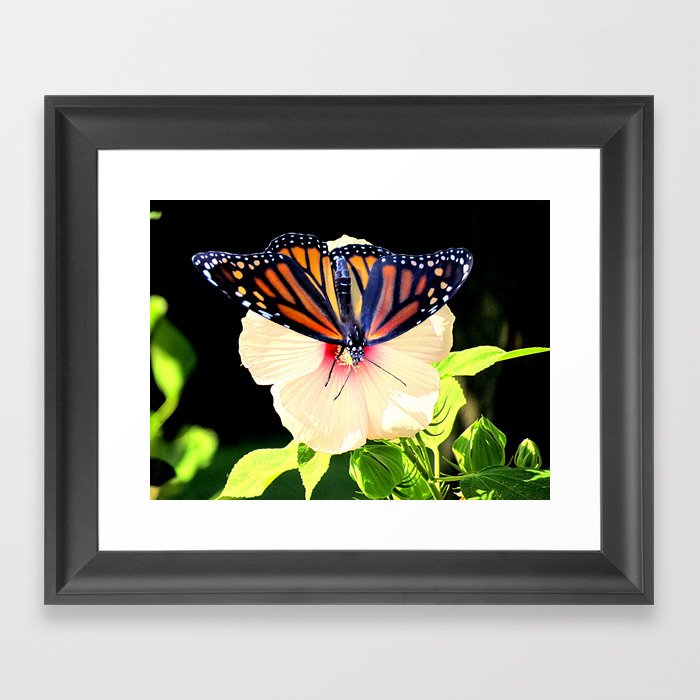 Monarch Butterfly Hibiscus Flower Floral Photo Art A358 Framed Art Print