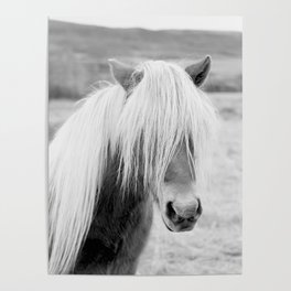 Icelandic Horse in Black and White Poster