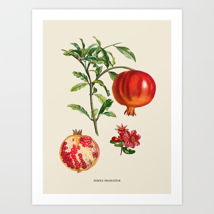 Pomegranate Antique Botanical Illustration Art Print