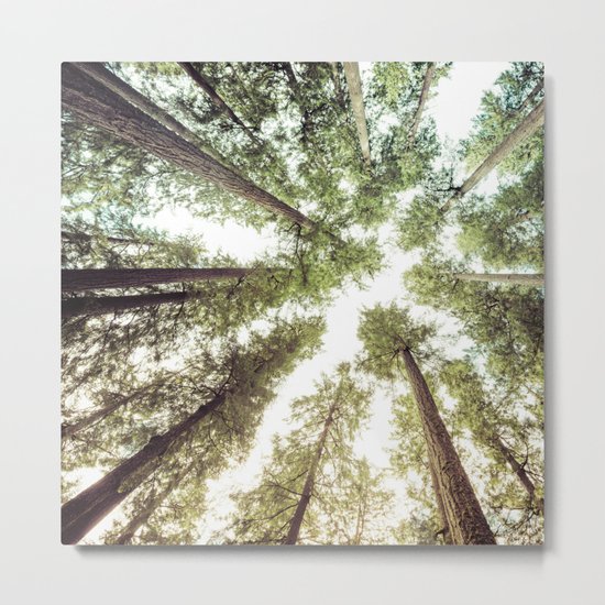 Green Forest Sky Trees Metal Print
