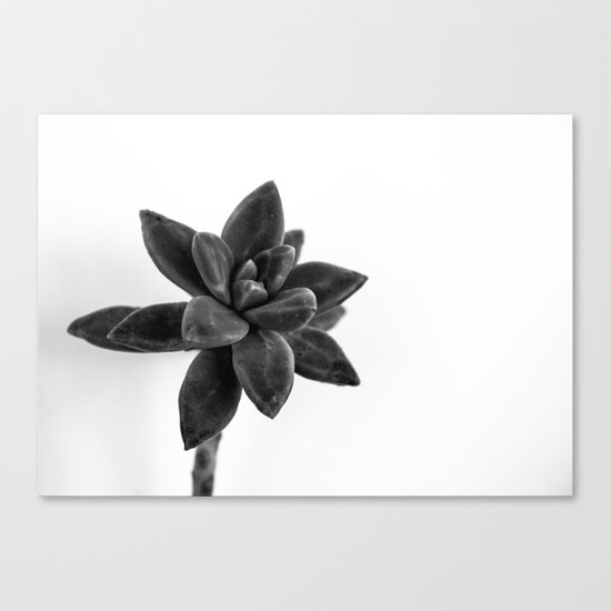 flower cactus Canvas Print