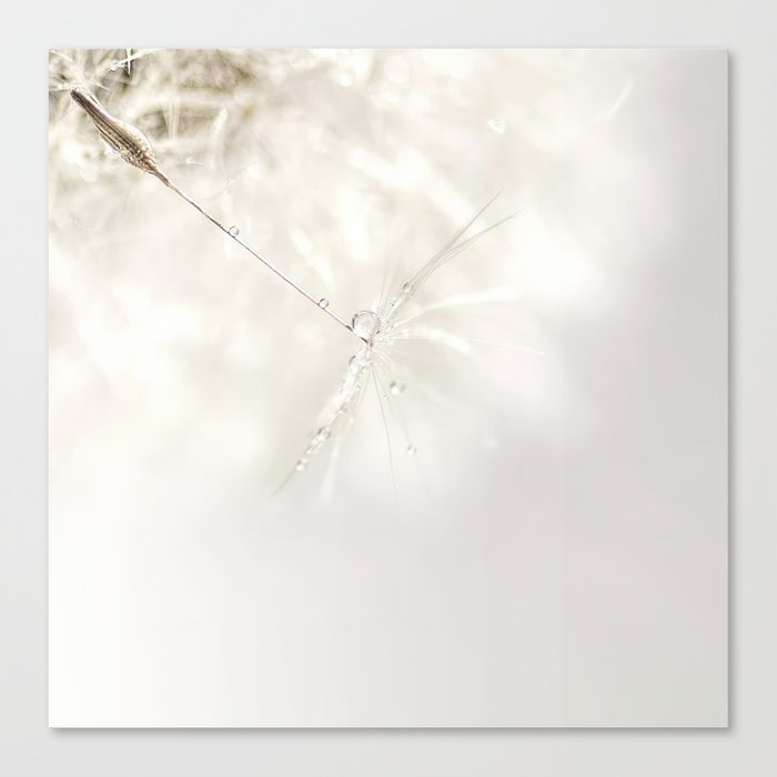Sparkling dandelion seed head with droplet Canvas Print