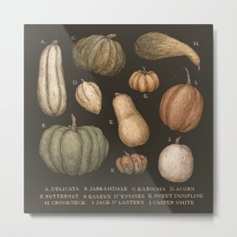 Pumpkins and Gourds Metal Print
