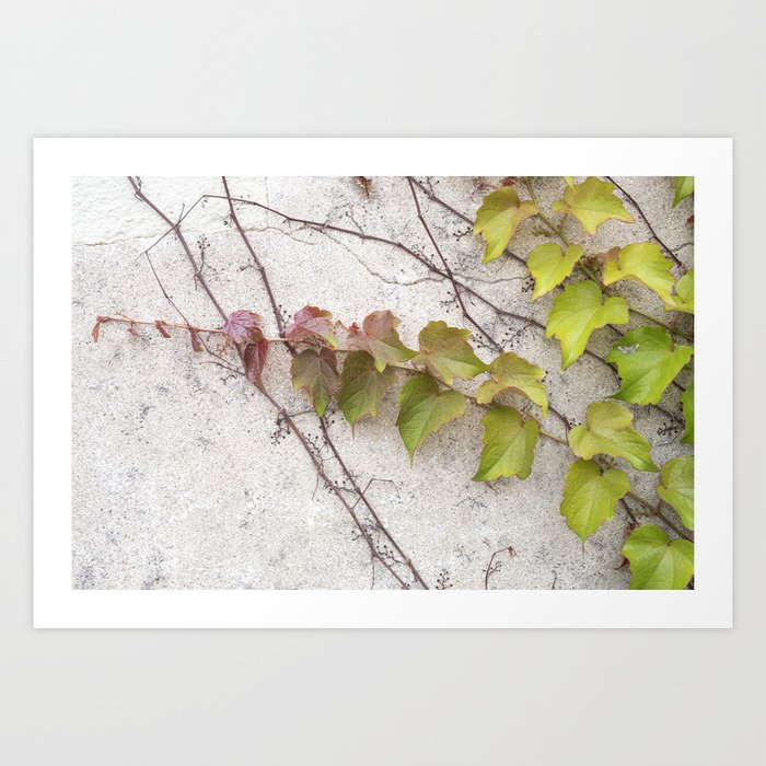 Beginnings of fall colors on Ivy - french countryside - travel photography Art Print