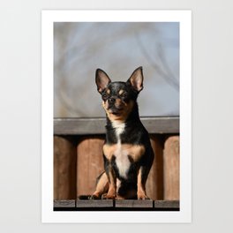 Pet Dog Chihuahua Walks On Street 1373 Art Print
