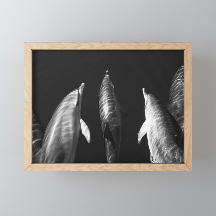 Beautiful wild dolphins black and white Framed Mini Art Print