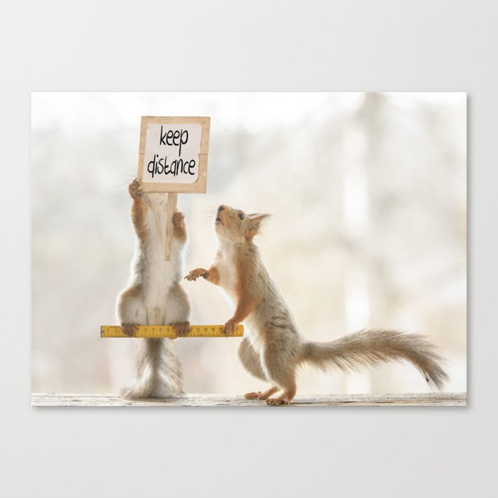 squirrels keeping distance Canvas Print