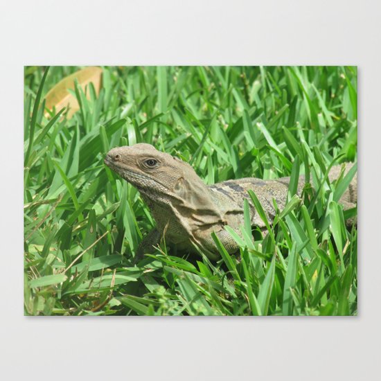 Iguana Canvas Print