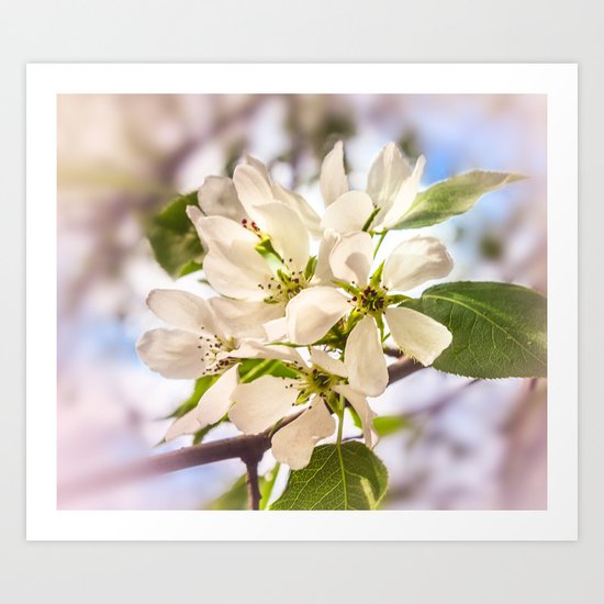 Apple blossom Art Print