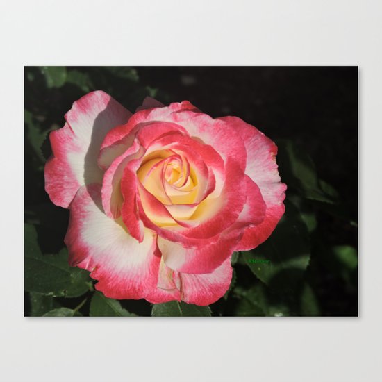 Multi-Hued Rose Canvas Print