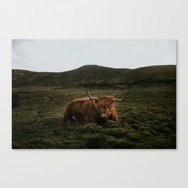 Scottish highlands cow Canvas Print