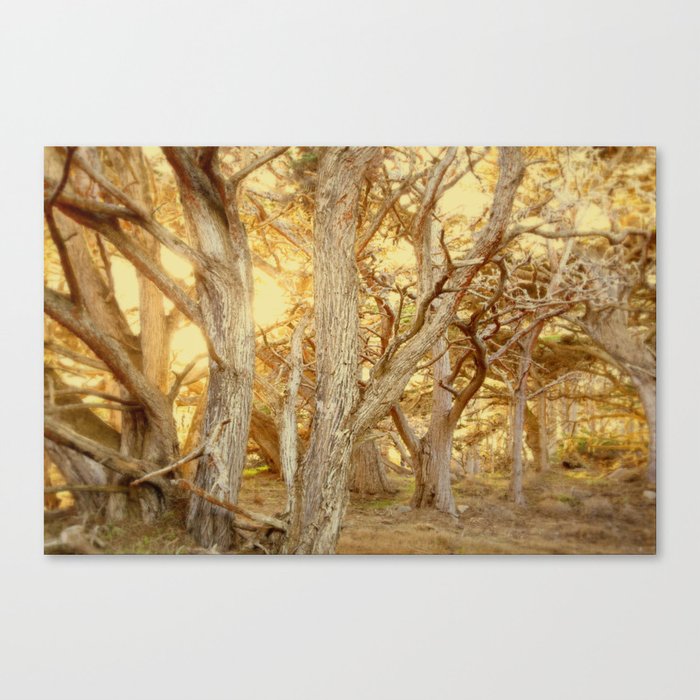enchanting forest Canvas Print