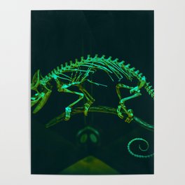 Cameleon Skeleton Poster