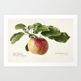 Apple (Malus Domestica) Art Print