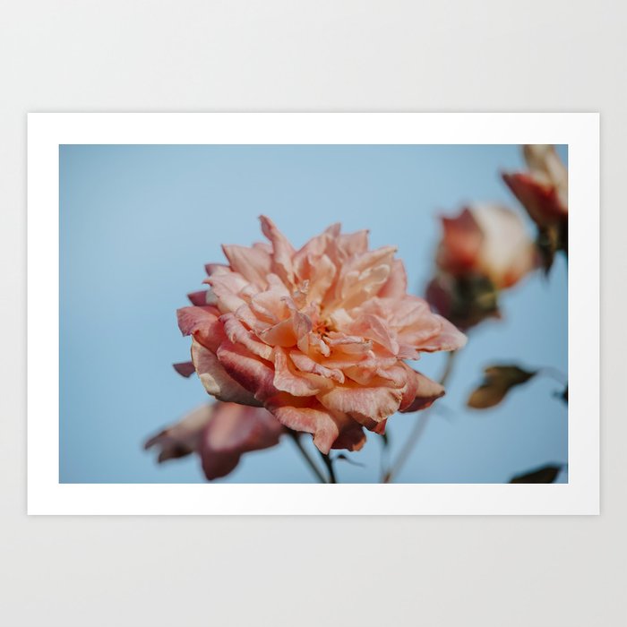 FLOWER • Rose Photography #8 •  Vintage Art Print