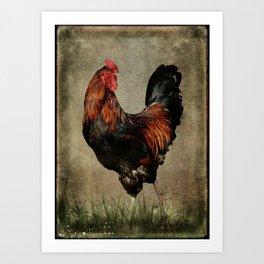 Black-breasted red rooster Art Print
