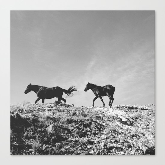 Pryor Mountain Wild Mustangs Canvas Print