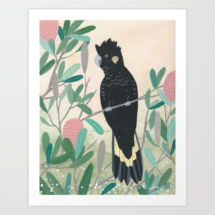 Black cockatoo in the wattle Art Print