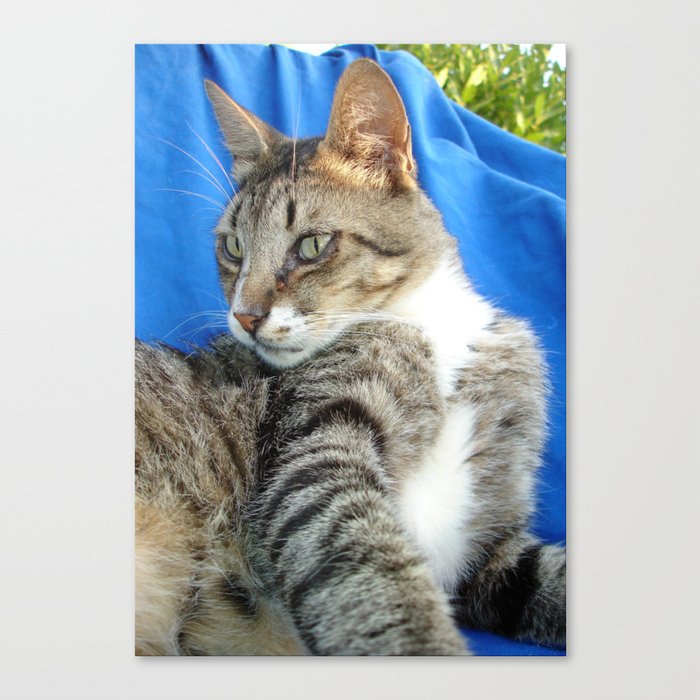 Tabby Cat Against Blue Cloth Background Canvas Print