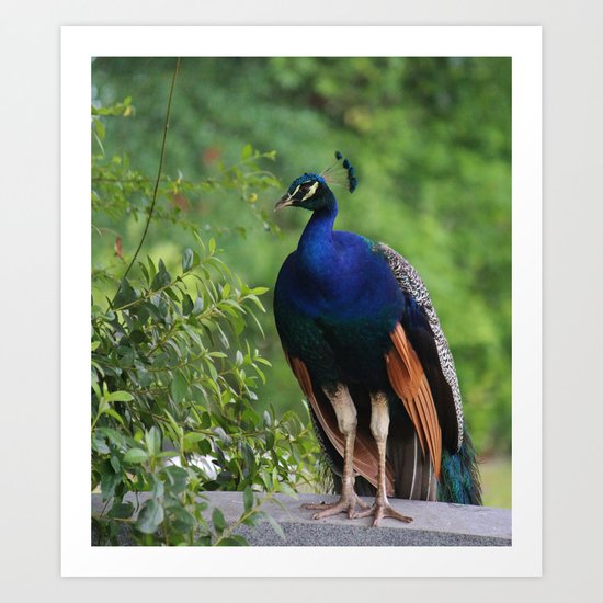 In Deep Thought Art Print