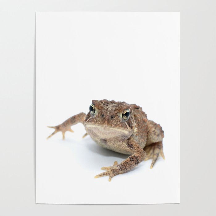 Simply Amphibian - Toad 2 Poster