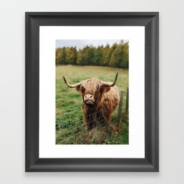 Scottish Highland Hairy Cow Framed Art Print