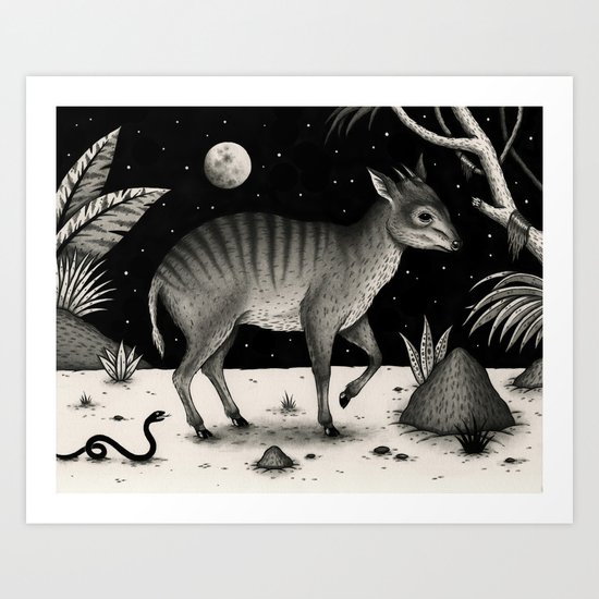 Zebra Duiker Art Print