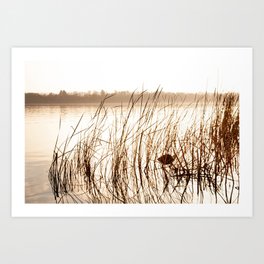  Reeds on the lake Art Print