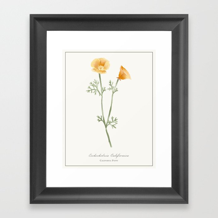 California Poppy Watercolour Botanical Framed Art Print