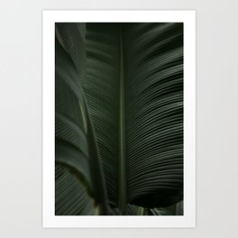 Botanical garden leaves 01 | Fine art photography Art Print