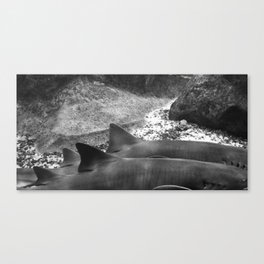 Sharks II Canvas Print