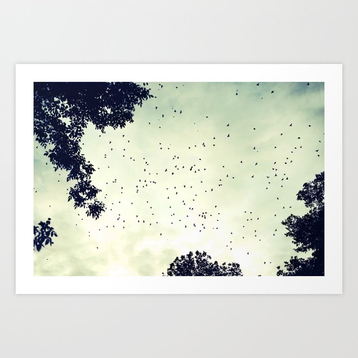 Flock of birds at sunset Art Print
