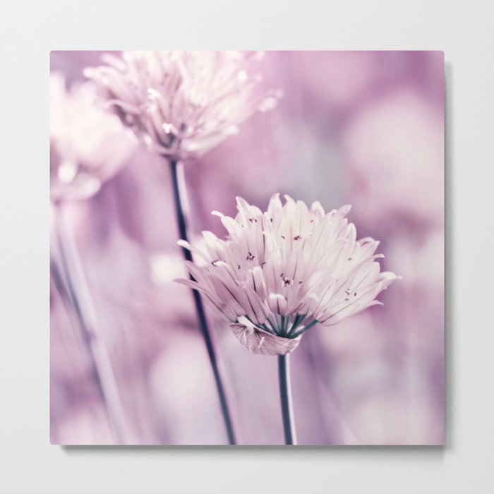 Allium pink macro 257 Metal Print