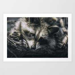 Sunbathing Raccoon Sleeping in a Tree Nature Photography Art Print