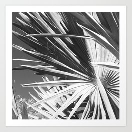 Avant-Garde Black And White Tropic Palm Leaves  Art Print