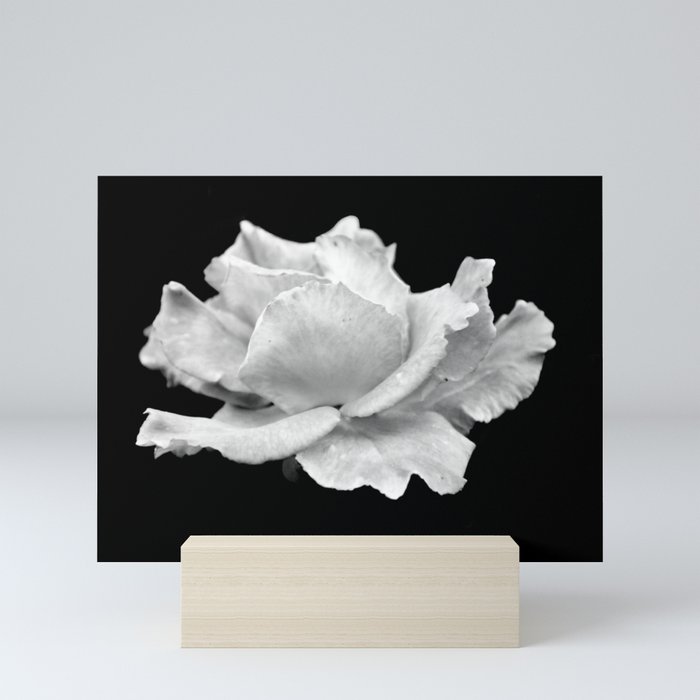 White Rose On Black Mini Art Print