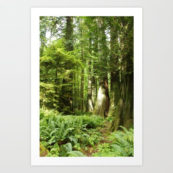 Cathedral Grove Art Print