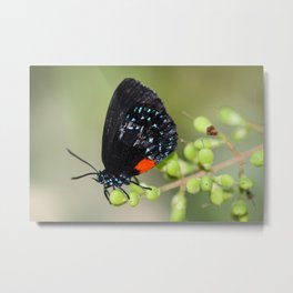 Eumaeus Atala Metal Print | Bug, Fauna, Atala, Digital, Vivid, Wildlife, Colorful, Animal, Photo, Closeup 