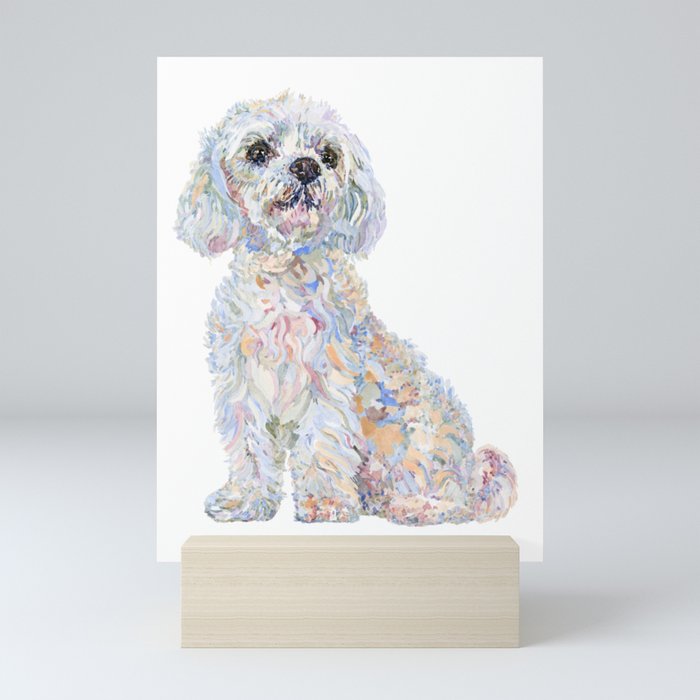 Super mini maltese cheap