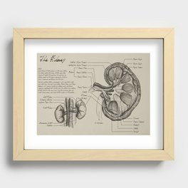 Medical Diagrams - The Kidney Recessed Framed Print