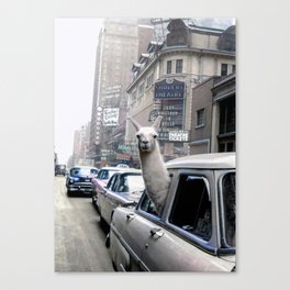 Llama Riding In Taxi In Color Canvas Print
