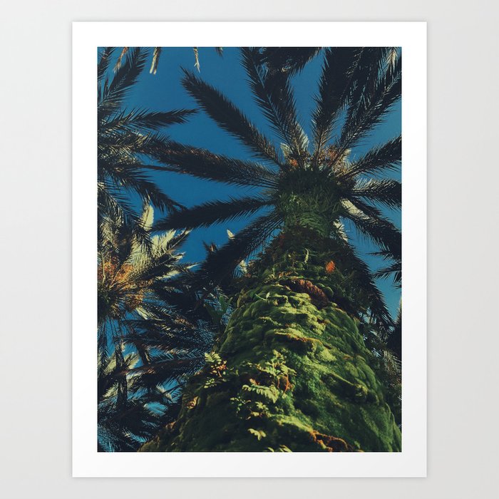 The Palm Tree Art Print