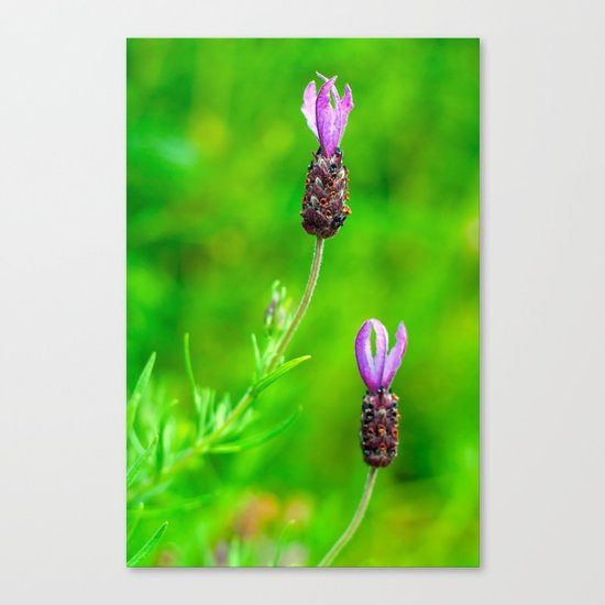 Lavender Two Flowers Canvas Print